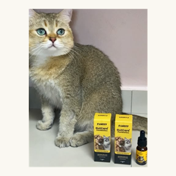 A cat beside FUNFFY GutCare+ boxes and bottle