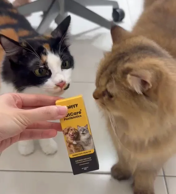 Two curious cats with FUNFFY GutCare+