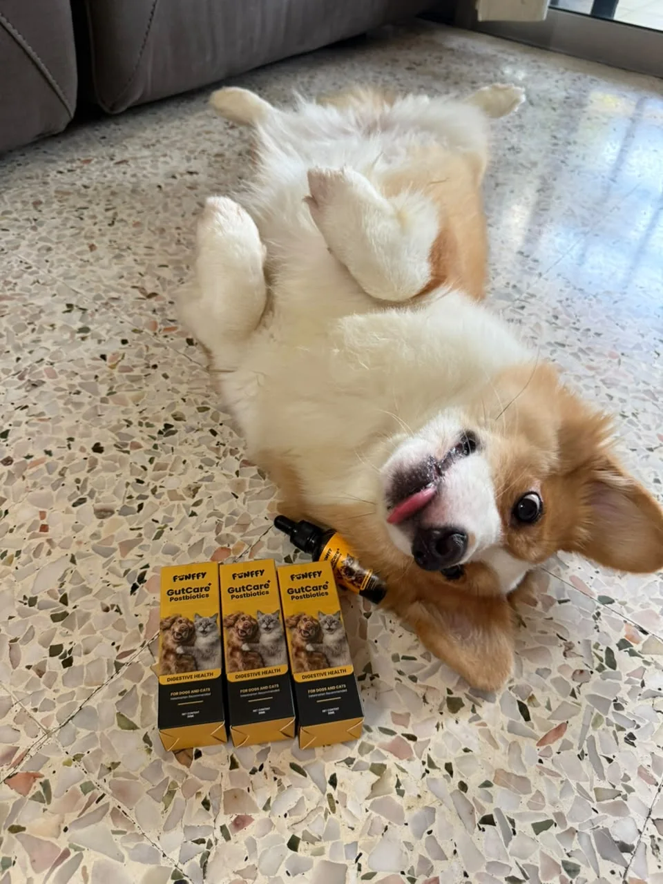 A playful corgi with FUNFFY GutCare+