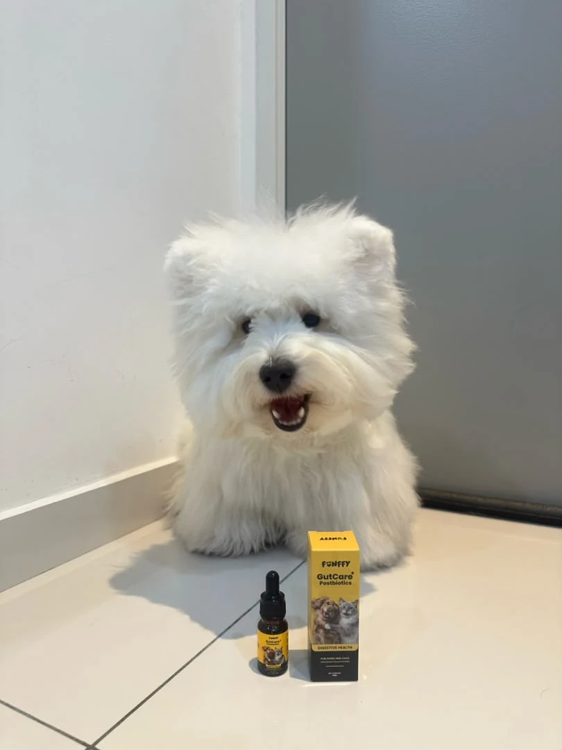 A fluffy dog with FUNFFY GutCare+
