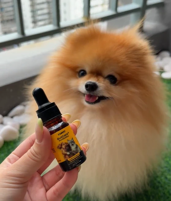 A Pomeranian with FUNFFY GutCare+