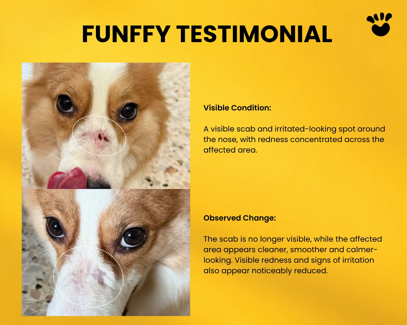 FUNFFY testimonial showing the visible condition and observed change around a dog's nose
